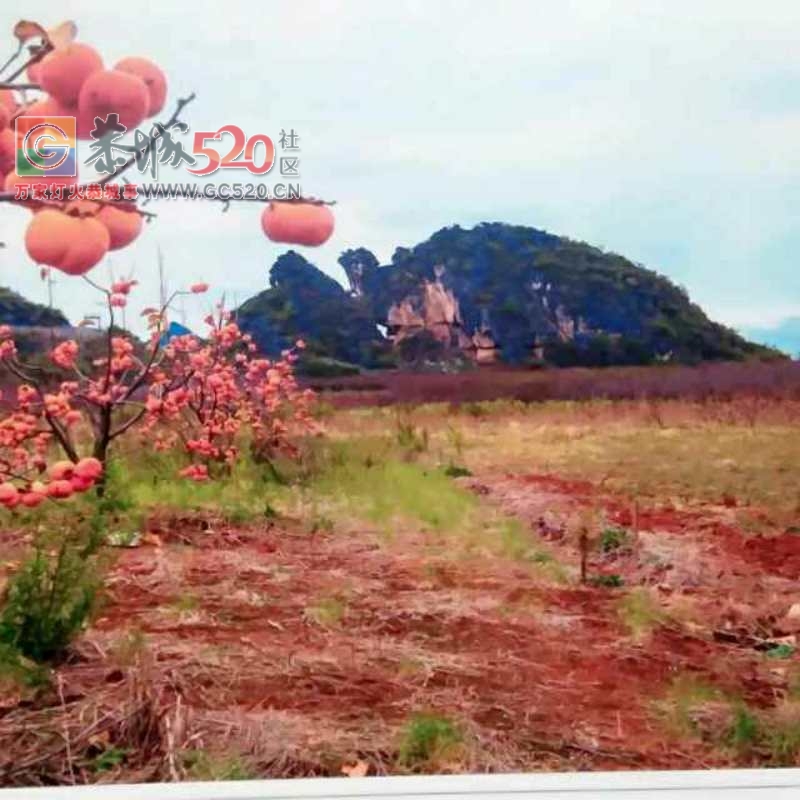 广西省桂林市恭城县西岭乡龟山村纯天然柿饼，欢迎各地老板来收购柿饼！802 / 作者:狗婆蛇 / 帖子ID:257927