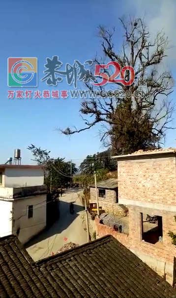 早上10点莲花崇岭村，一家民房因电线老化突然起火，整座大屋烧成灰尽970 / 作者:thkfh / 帖子ID:257950