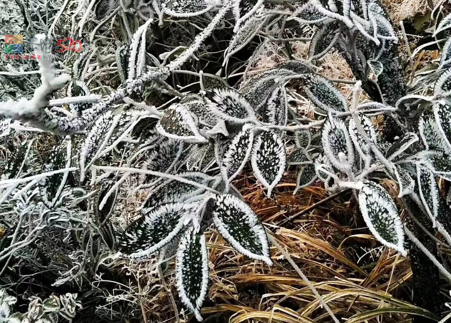 燕子山上的构子雪，好美！！419 / 作者:古建灵韵 / 帖子ID:257952