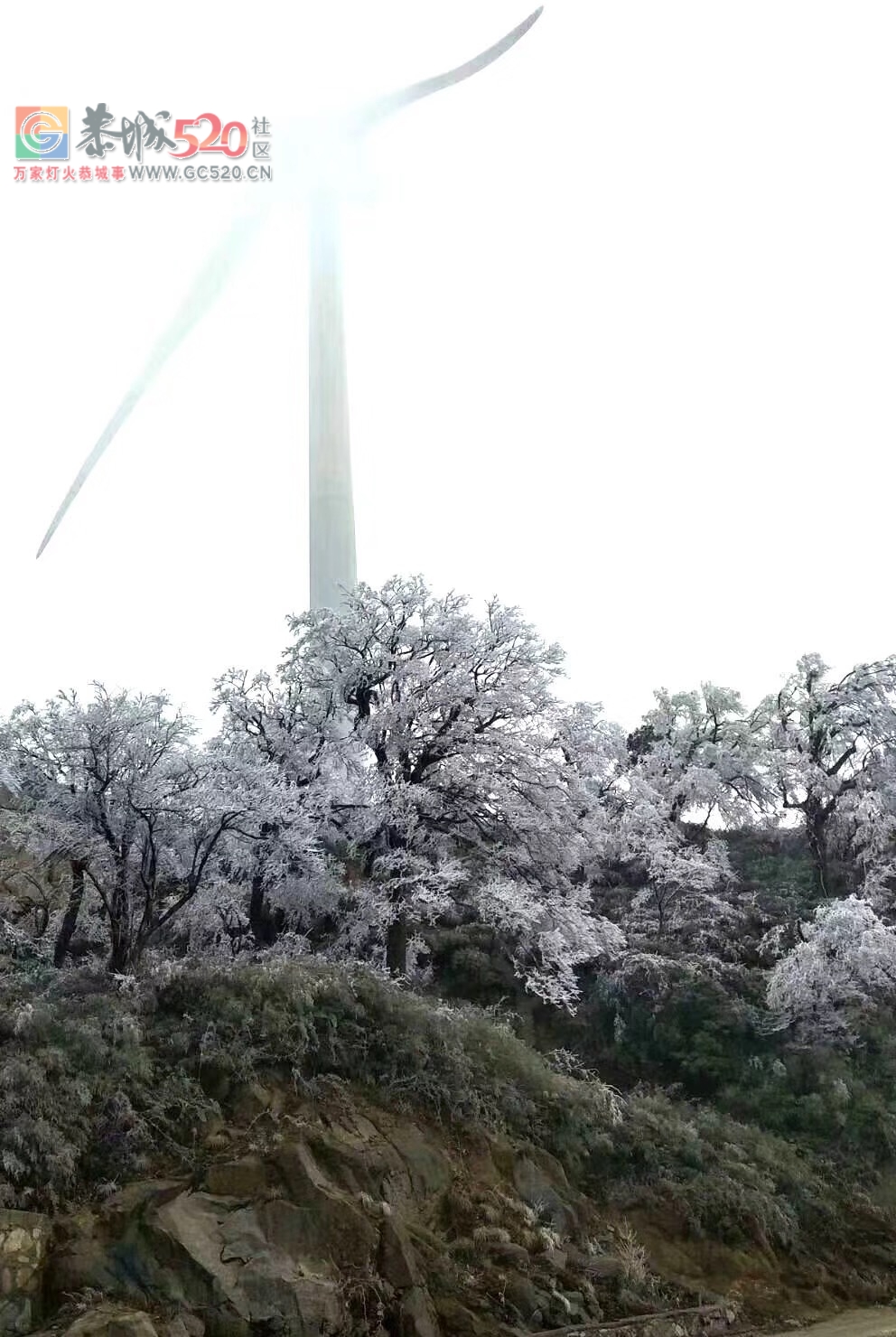 燕子山上的构子雪，好美！！987 / 作者:古建灵韵 / 帖子ID:257952