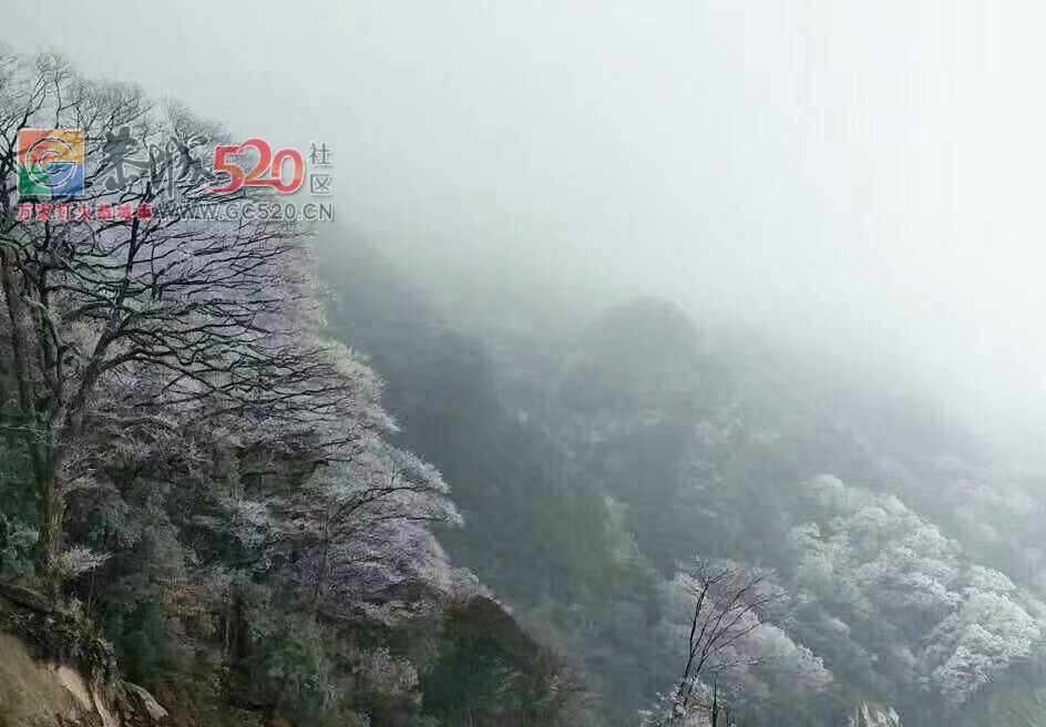 燕子山上的构子雪，好美！！977 / 作者:古建灵韵 / 帖子ID:257952
