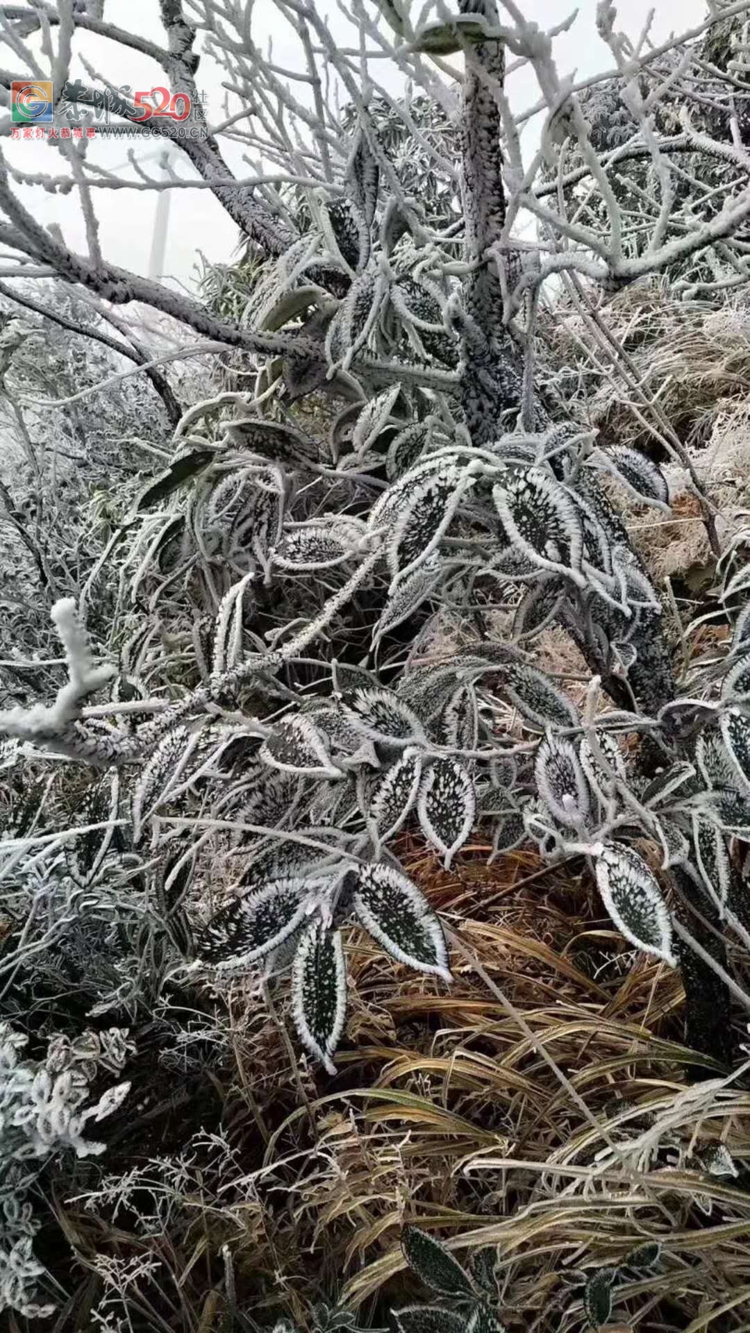 燕子山上的构子雪，好美！！991 / 作者:古建灵韵 / 帖子ID:257952