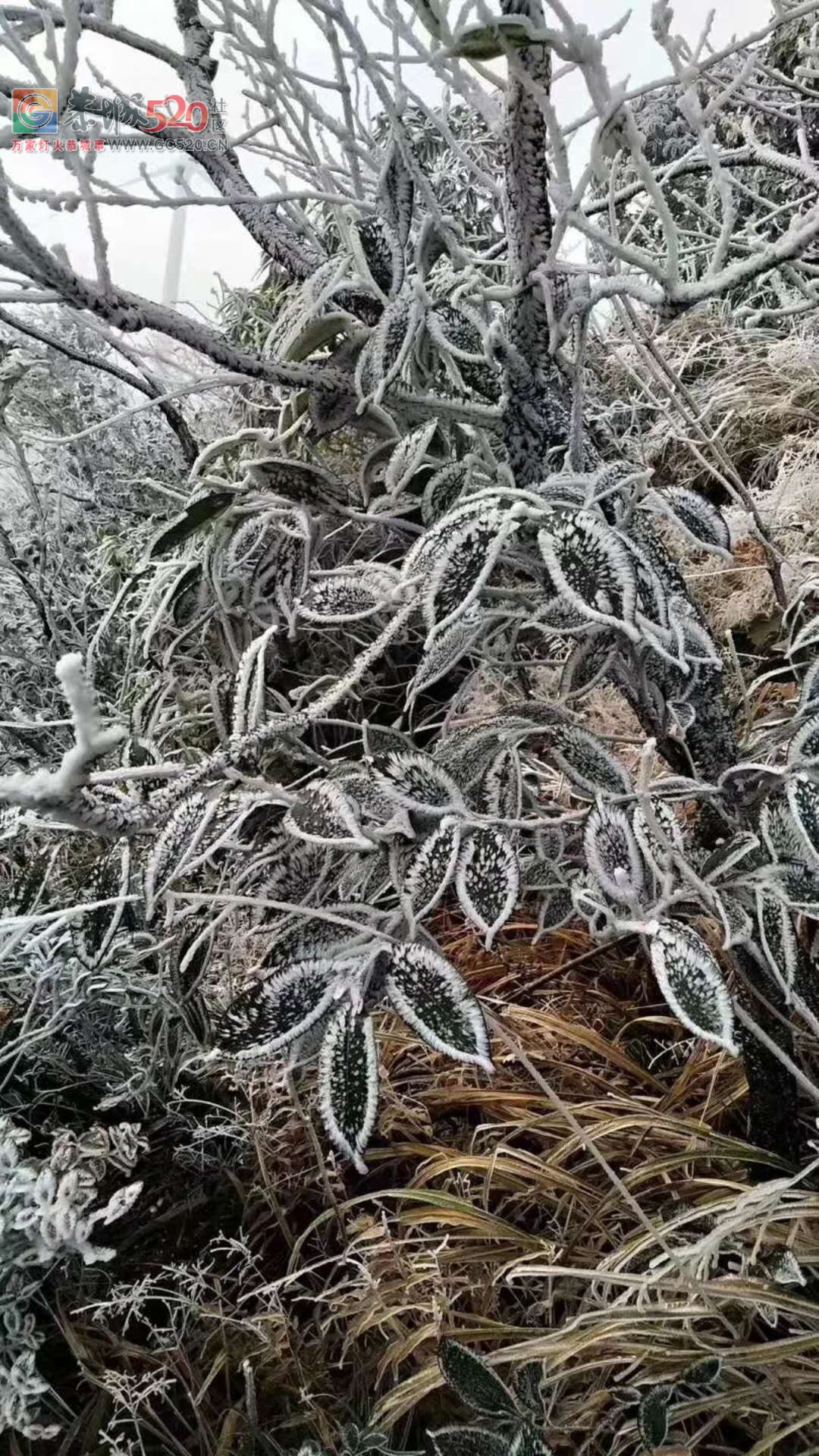 燕子山上的构子雪，好美！！505 / 作者:古建灵韵 / 帖子ID:257952