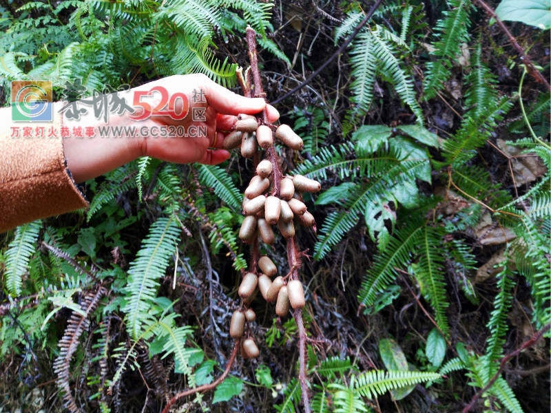 这点山里的野果，有几个人认识吃过？？71 / 作者:高负帅 / 帖子ID:257992