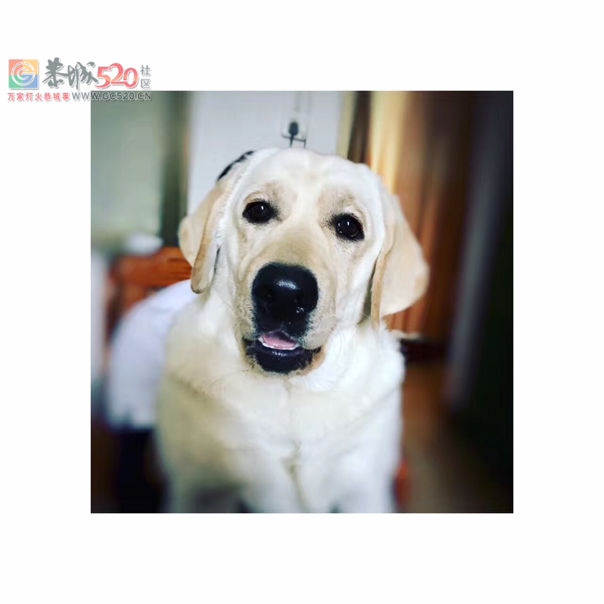 拉布拉多幼犬出售9 / 作者:cheap_monday / 帖子ID:258000