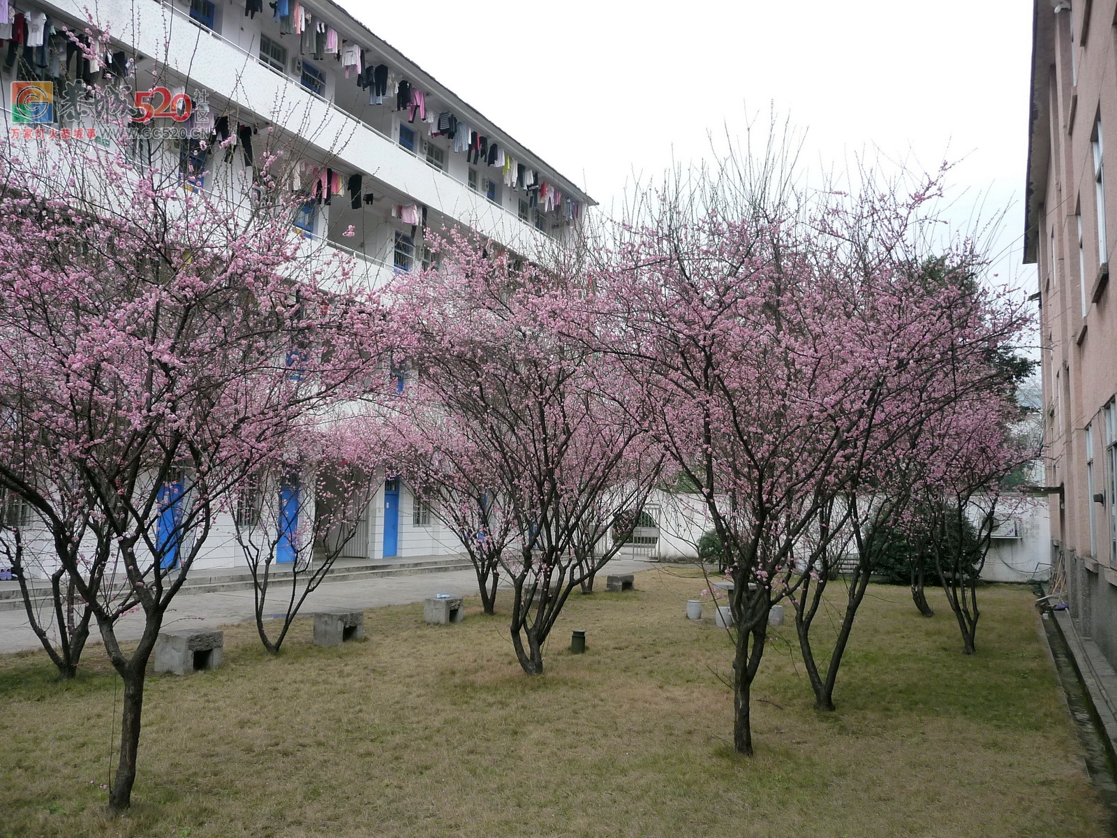 恭城中学校园一瞥804 / 作者:平安大叔 / 帖子ID:6788
