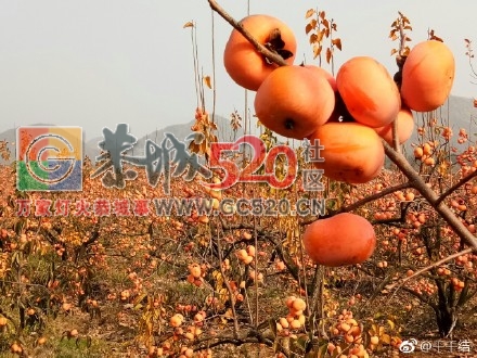 暖暖冬日下，恭城柿子红585 / 作者:丽丽看花 / 帖子ID:258235