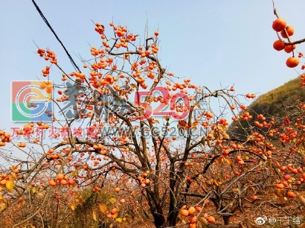 暖暖冬日下，恭城柿子红307 / 作者:丽丽看花 / 帖子ID:258235