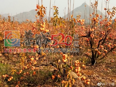 暖暖冬日下，恭城柿子红505 / 作者:丽丽看花 / 帖子ID:258235