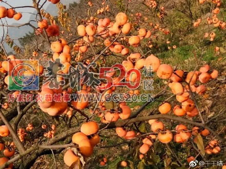 暖暖冬日下，恭城柿子红23 / 作者:丽丽看花 / 帖子ID:258235