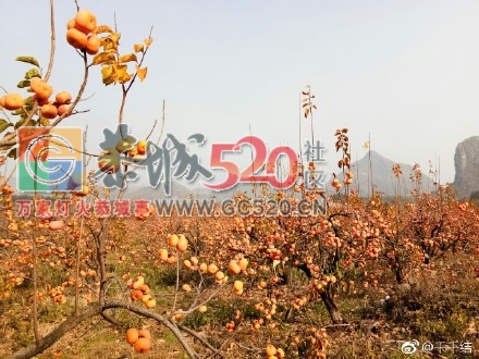 暖暖冬日下，恭城柿子红848 / 作者:丽丽看花 / 帖子ID:258235