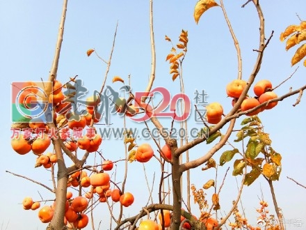 暖暖冬日下，恭城柿子红662 / 作者:丽丽看花 / 帖子ID:258235