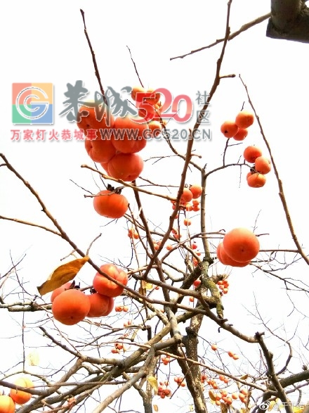 暖暖冬日下，恭城柿子红658 / 作者:丽丽看花 / 帖子ID:258235