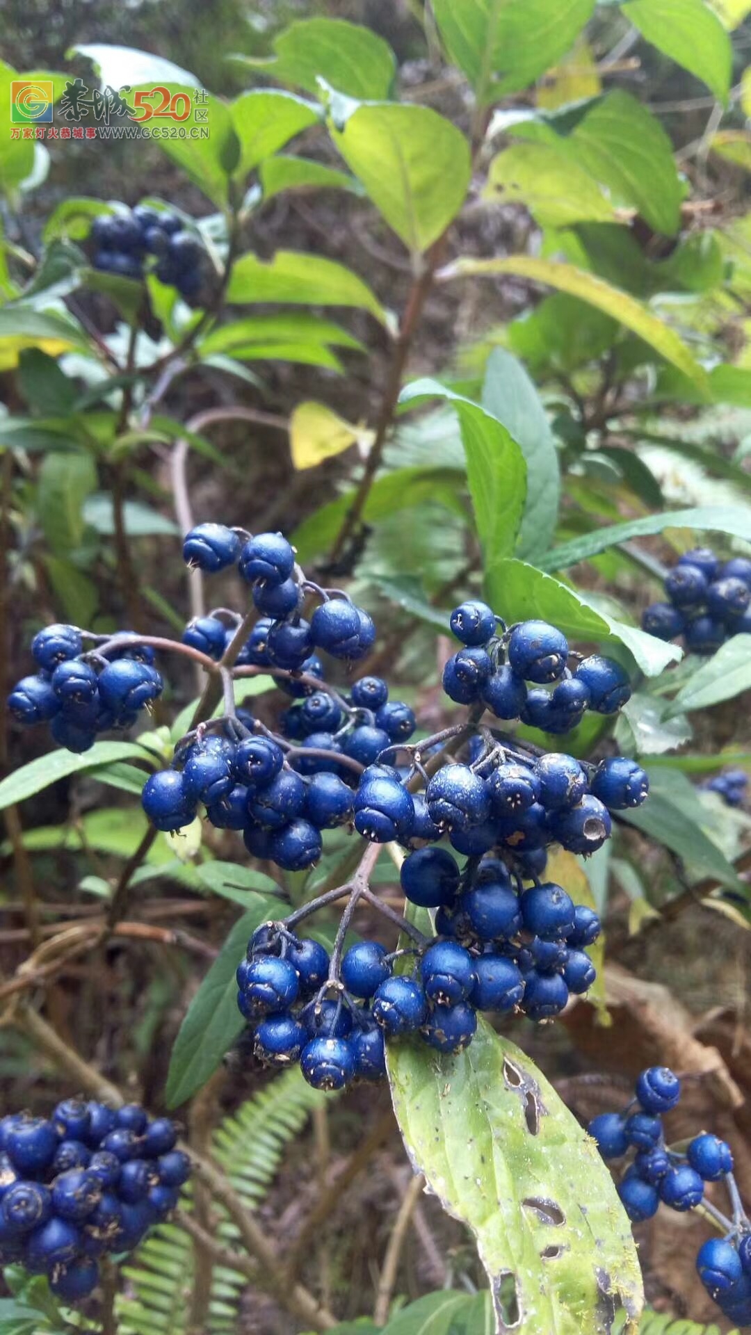 这种是死马果子？山里面的，颜色 好好看不得！434 / 作者:恭城油茶茶江水 / 帖子ID:258264