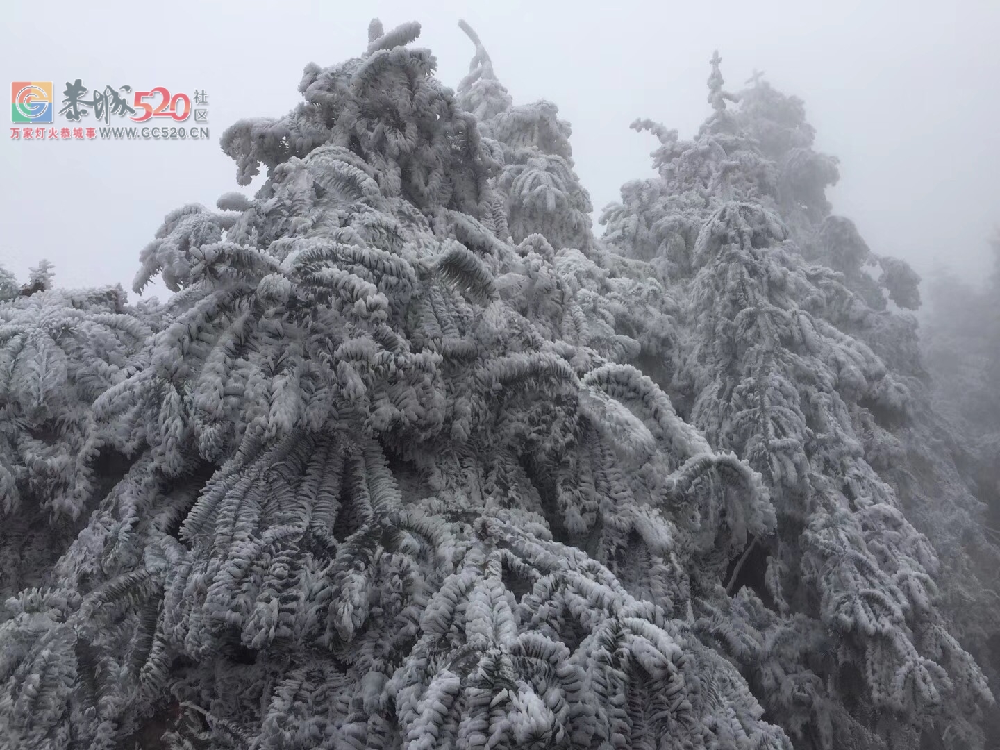 2018年的第一次雪，资源行看雪！371 / 作者:卵仔仔 / 帖子ID:258325