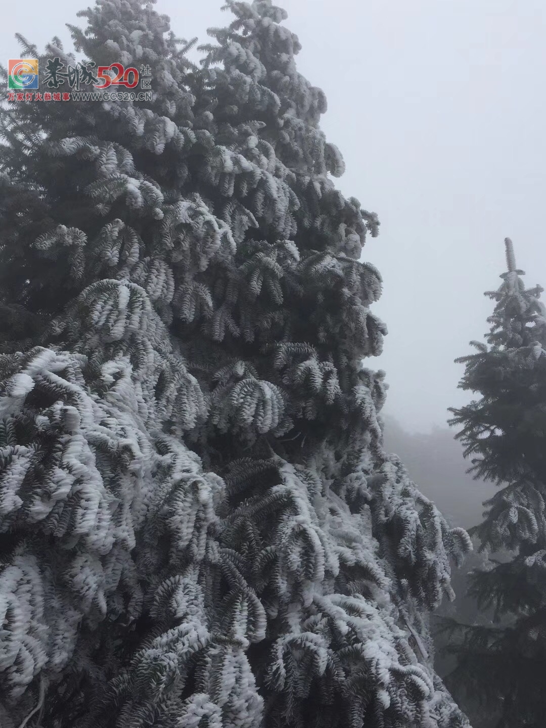 2018年的第一次雪，资源行看雪！236 / 作者:卵仔仔 / 帖子ID:258325