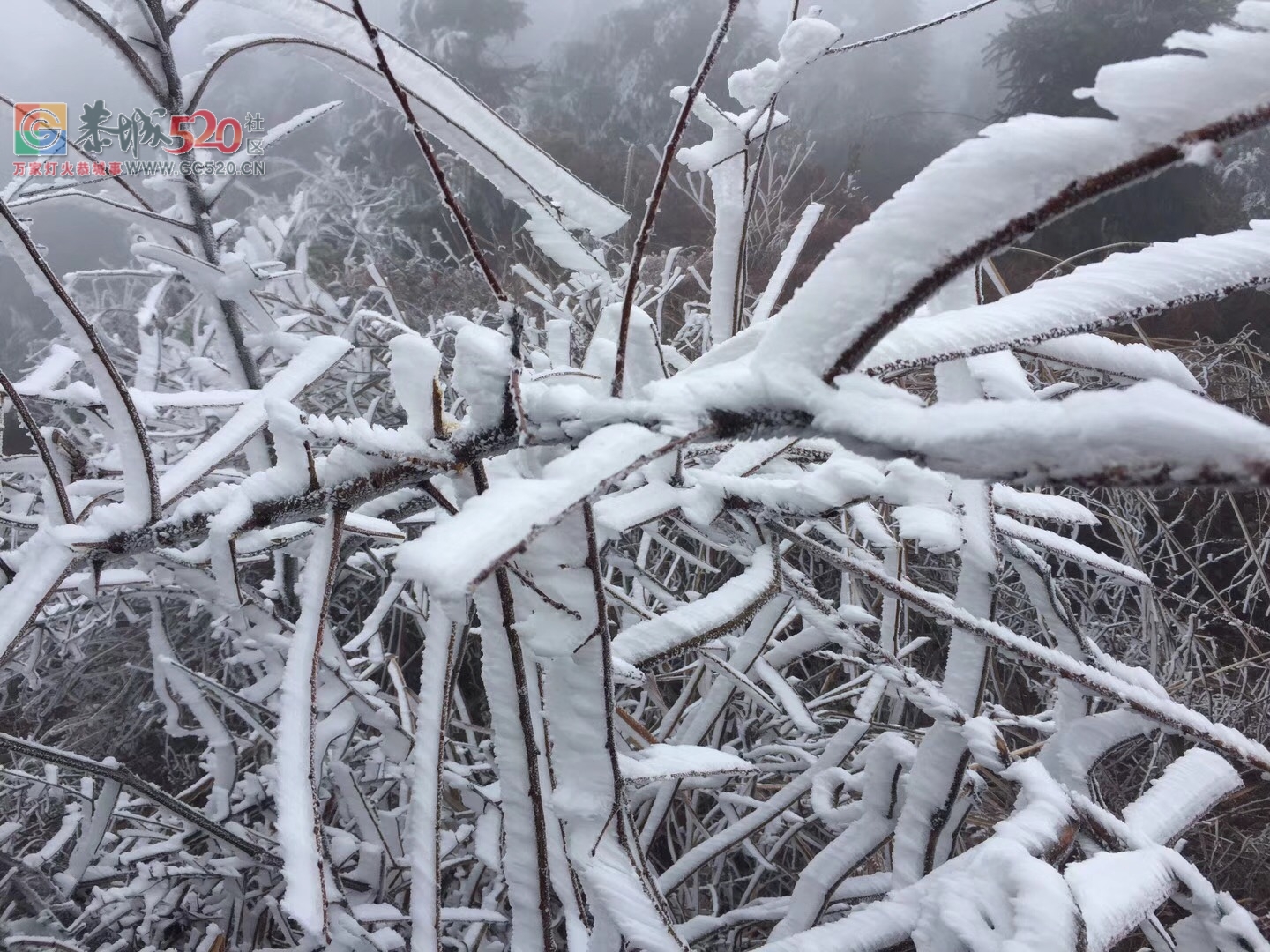 2018年的第一次雪，资源行看雪！194 / 作者:卵仔仔 / 帖子ID:258325