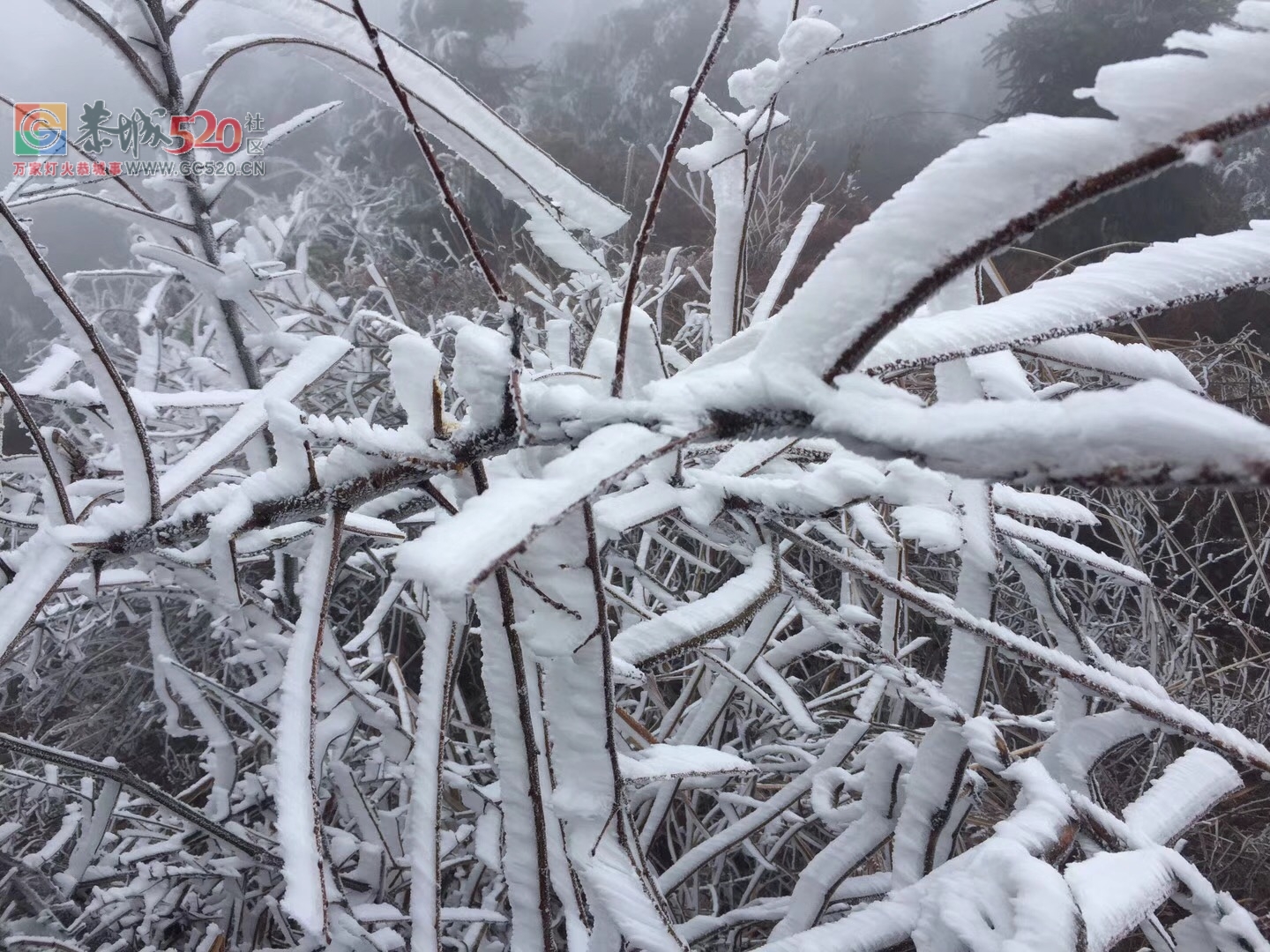 2018年的第一次雪，资源行看雪！162 / 作者:卵仔仔 / 帖子ID:258325