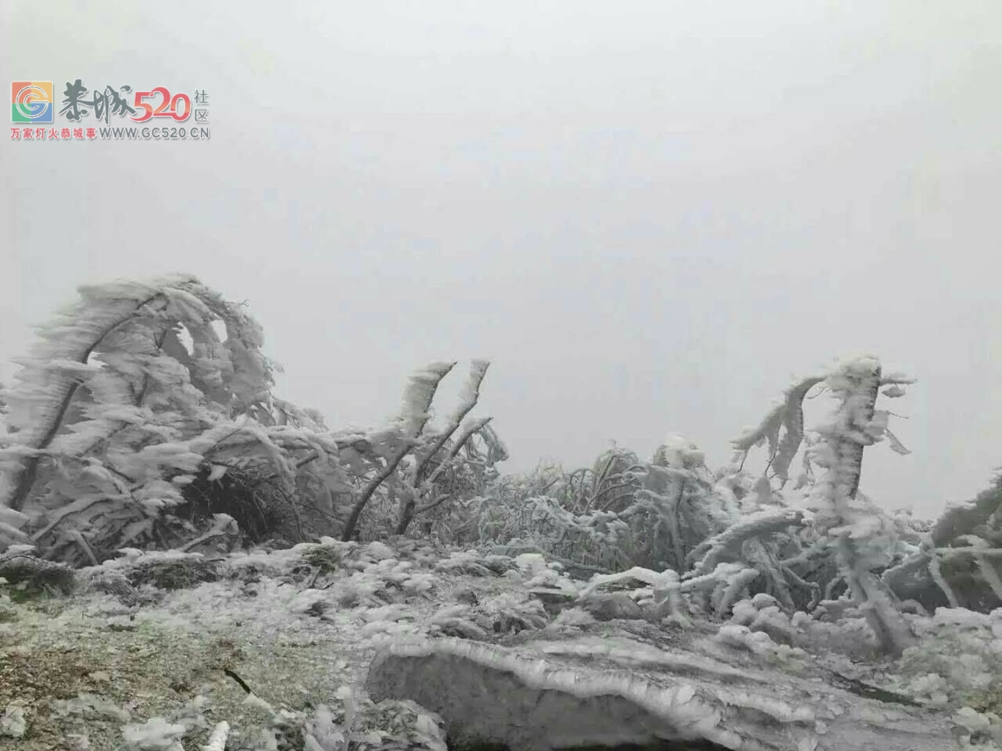 这个雪，下得美爆了！！258 / 作者:恭城是我家 / 帖子ID:258339