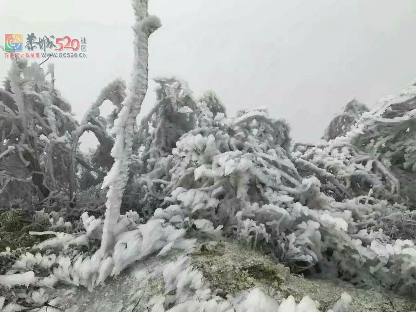 这个雪，下得美爆了！！366 / 作者:恭城是我家 / 帖子ID:258339