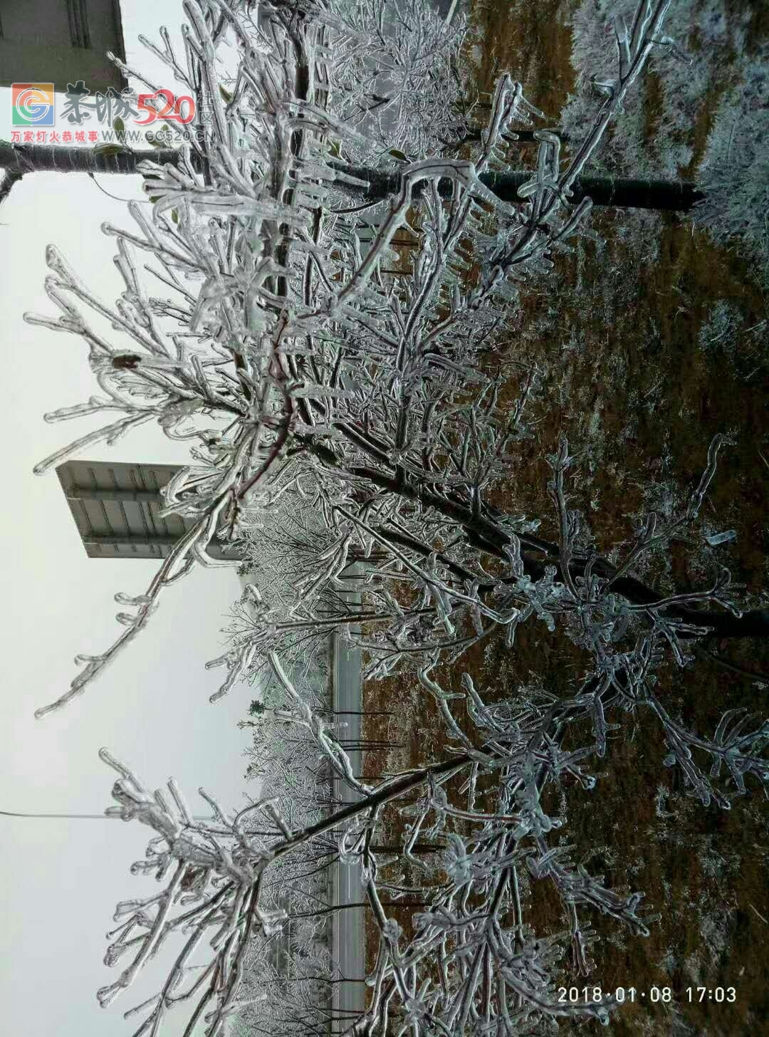 这个雪，下得美爆了！！396 / 作者:恭城是我家 / 帖子ID:258339