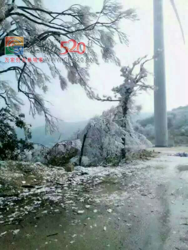 这个雪，下得美爆了！！115 / 作者:恭城是我家 / 帖子ID:258339