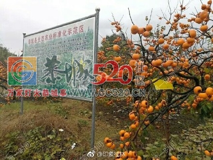 厉害了！桂林恭城生态农业户均年收入将近13万84 / 作者:莫嘉兴 / 帖子ID:258368