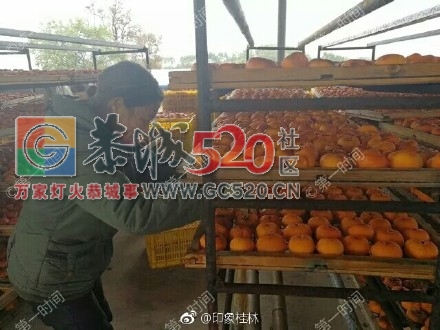 厉害了！桂林恭城生态农业户均年收入将近13万458 / 作者:莫嘉兴 / 帖子ID:258368