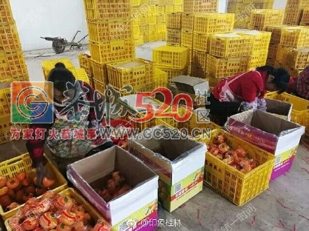 厉害了！桂林恭城生态农业户均年收入将近13万376 / 作者:莫嘉兴 / 帖子ID:258368