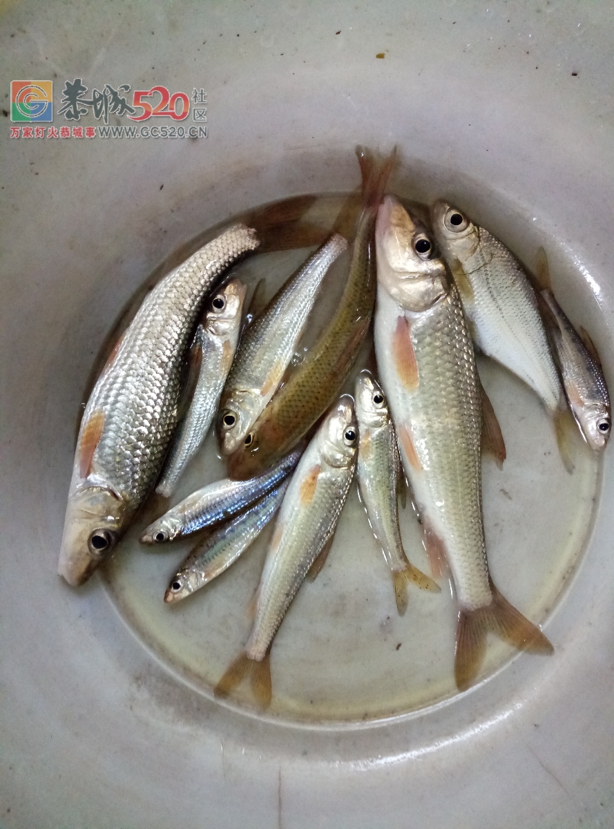 林家铺钓嘛勾鱼mdg756 / 作者:MDG / 帖子ID:258446