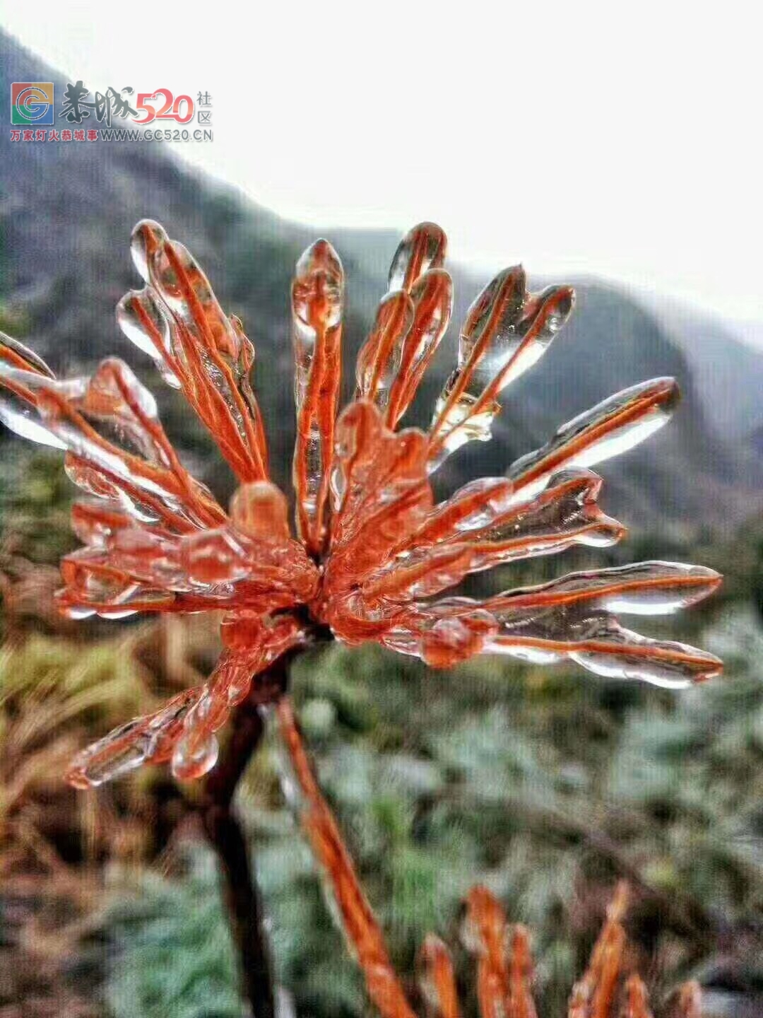北方下的是雪，我们南方就厉害了，下的都是施华洛世奇水晶359 / 作者:分叉路口 / 帖子ID:258688