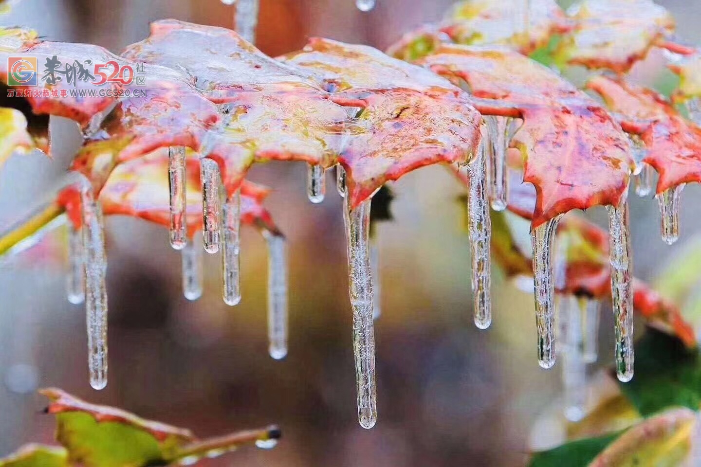 北方下的是雪，我们南方就厉害了，下的都是施华洛世奇水晶127 / 作者:分叉路口 / 帖子ID:258688