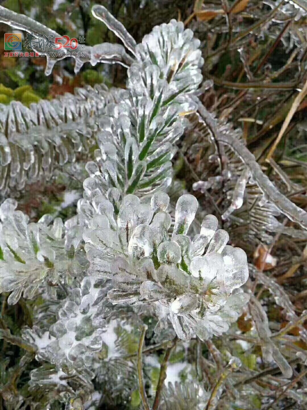 北方下的是雪，我们南方就厉害了，下的都是施华洛世奇水晶973 / 作者:分叉路口 / 帖子ID:258688