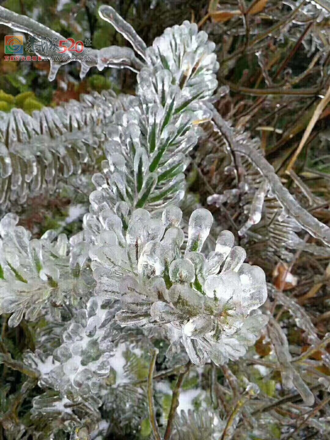 北方下的是雪，我们南方就厉害了，下的都是施华洛世奇水晶286 / 作者:分叉路口 / 帖子ID:258688