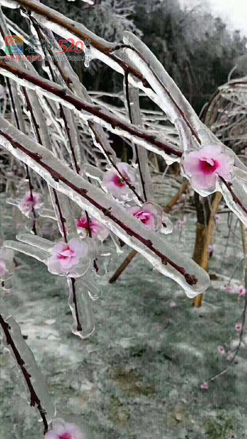 北方下的是雪，我们南方就厉害了，下的都是施华洛世奇水晶122 / 作者:分叉路口 / 帖子ID:258688