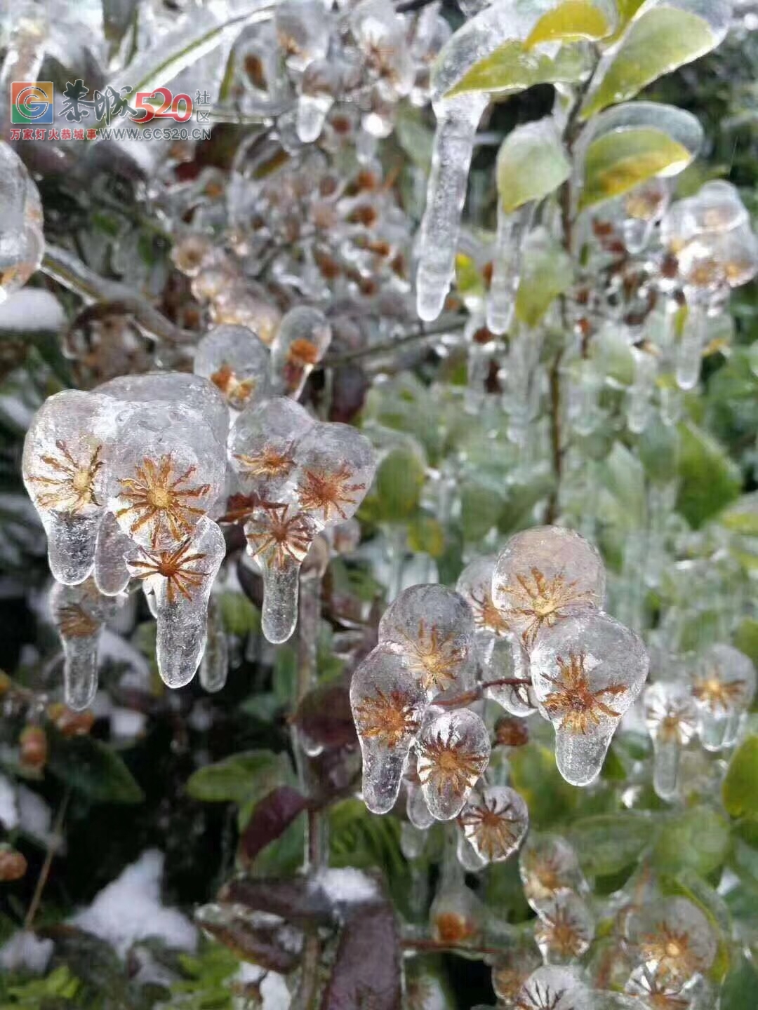 北方下的是雪，我们南方就厉害了，下的都是施华洛世奇水晶823 / 作者:分叉路口 / 帖子ID:258688