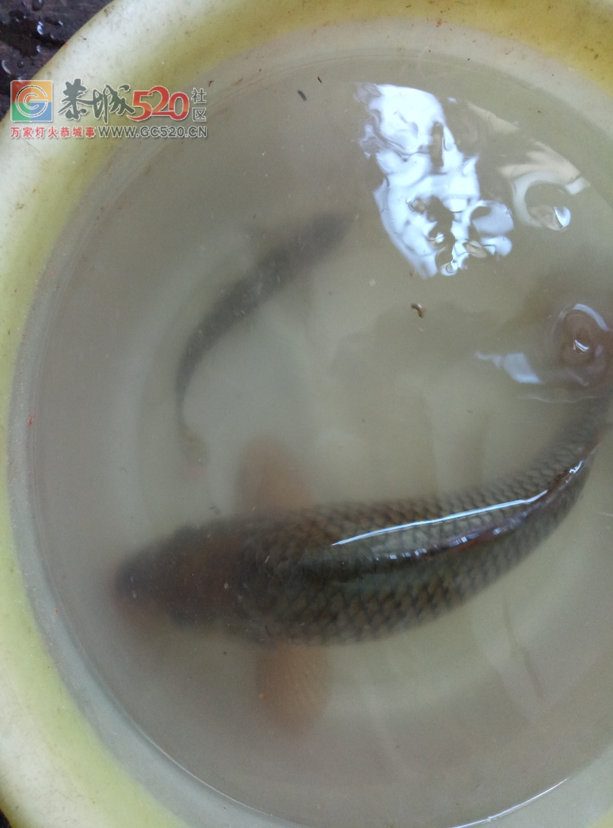 水库钓嘛勾4两一条mdg660 / 作者:MDG / 帖子ID:258910