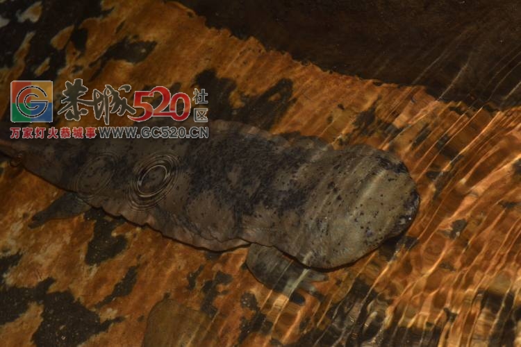 今年春节吃啥送啥？739 / 作者:郑焱彬 / 帖子ID:258981