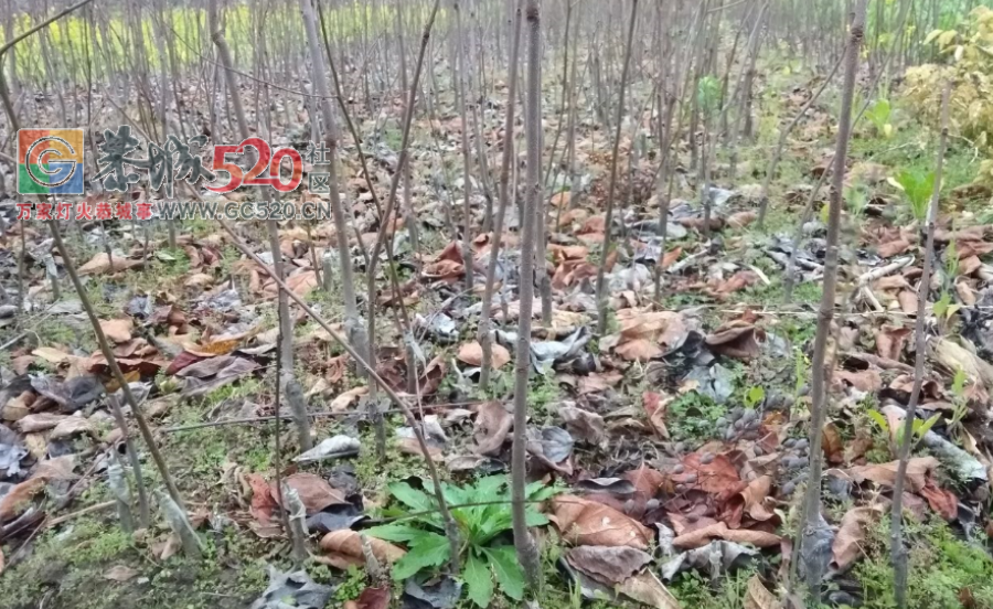 出售大量本地柿花树苗，量大从优，联系电话郑15977308727677 / 作者:言而不发 / 帖子ID:259029