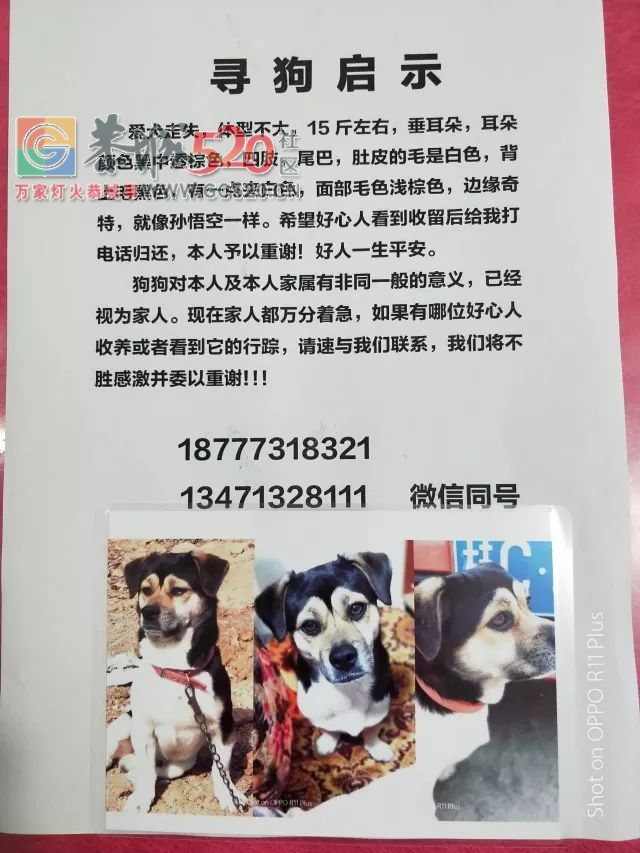 寻狗启示843 / 作者:分类小编 / 帖子ID:259082