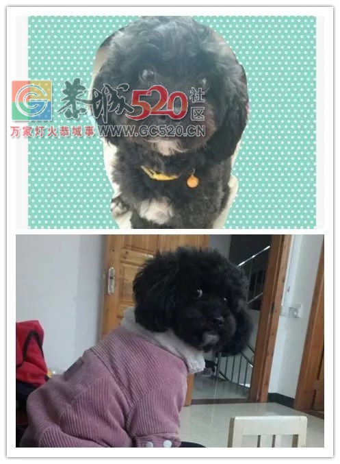 寻狗启事508 / 作者:分类小编 / 帖子ID:259096