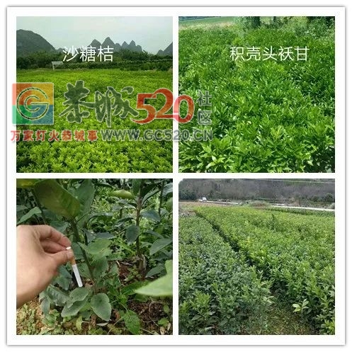 供应大量果苗947 / 作者:分类小编 / 帖子ID:259102