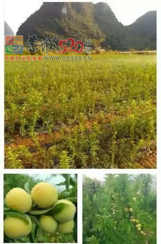 大量供应李子苗621 / 作者:分类小编 / 帖子ID:259103