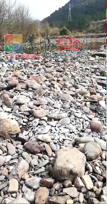路口河有人电鱼164 / 作者:儿时的回忆 / 帖子ID:259112