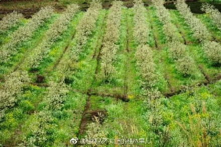 恭城和平乡的山楂园里洁白的山楂花已经开放437 / 作者:快乐至上 / 帖子ID:259114