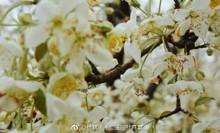 恭城和平乡的山楂园里洁白的山楂花已经开放760 / 作者:快乐至上 / 帖子ID:259114