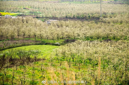 恭城和平乡的山楂园里洁白的山楂花已经开放738 / 作者:快乐至上 / 帖子ID:259114