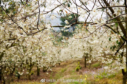 恭城和平乡的山楂园里洁白的山楂花已经开放285 / 作者:快乐至上 / 帖子ID:259114