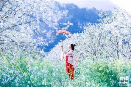 恭城和平乡的山楂园里洁白的山楂花已经开放661 / 作者:快乐至上 / 帖子ID:259114