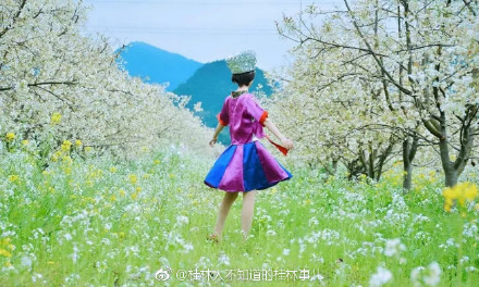 恭城和平乡的山楂园里洁白的山楂花已经开放648 / 作者:快乐至上 / 帖子ID:259114